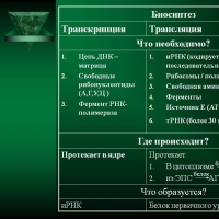 Биосинтез белков таблица. Транскрипция и трансляция. Транскрипция и трансляция в биологии. Этапы транскрипции и трансляции. Сравнение транскрипции и трансляции.